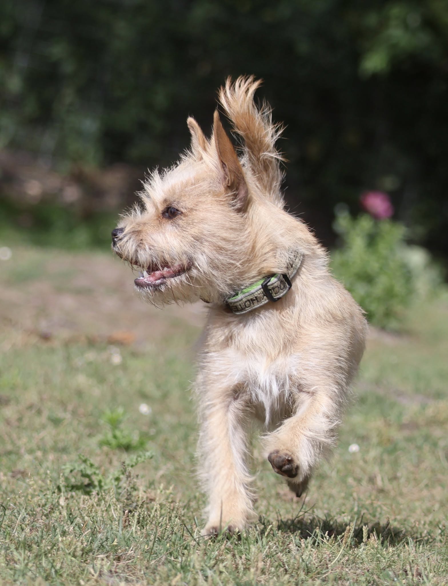 A happy dog in the garden
