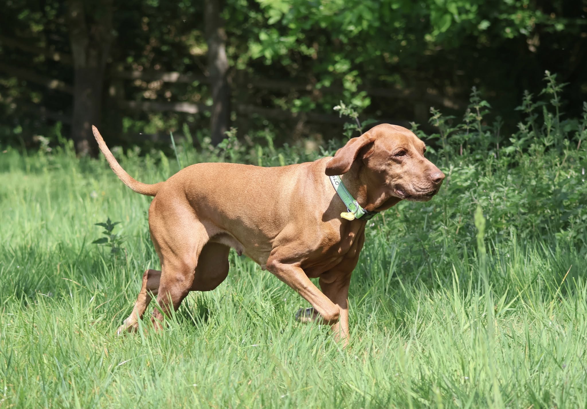A dog running through the grass