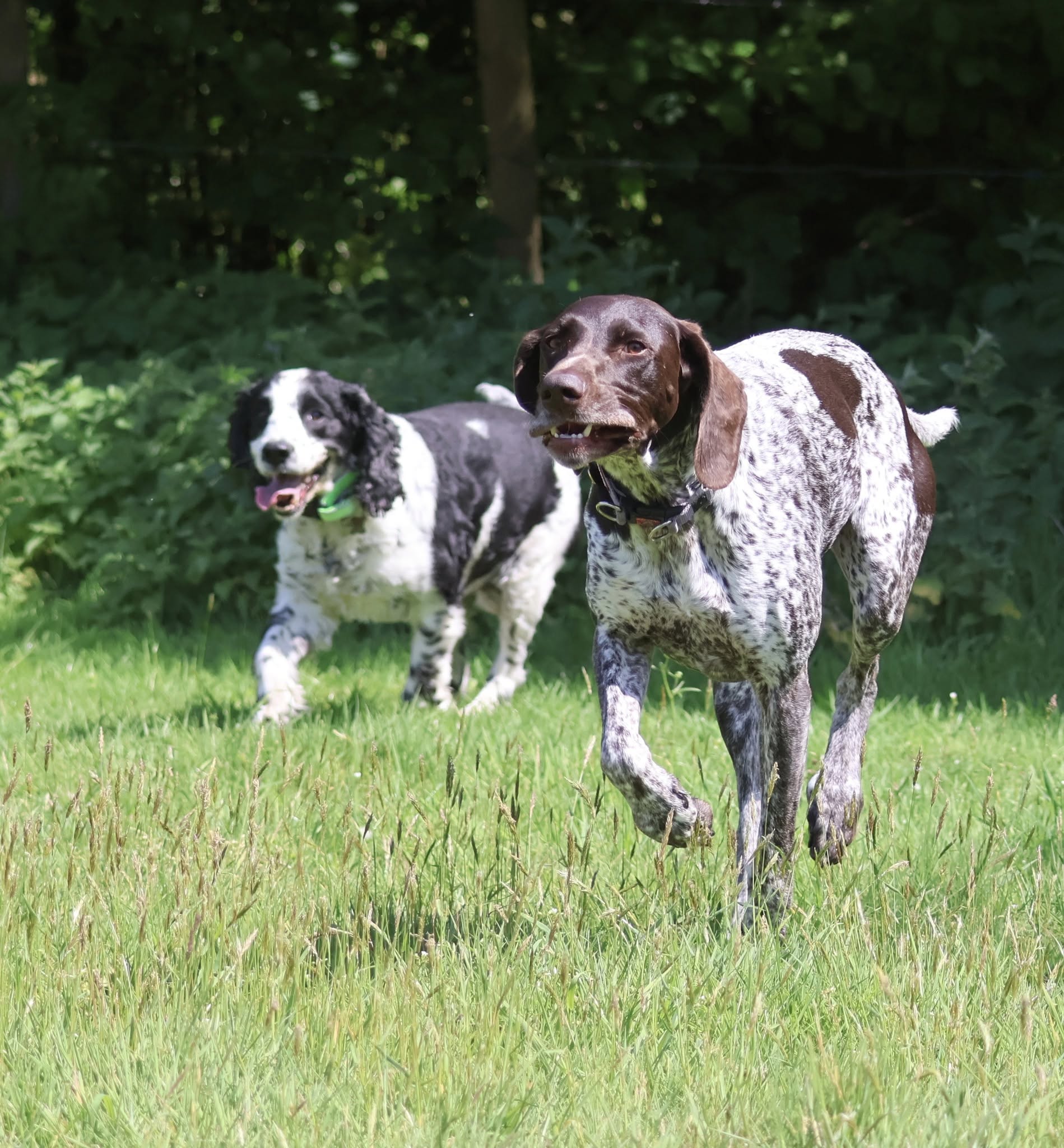 Two dogs playing outside