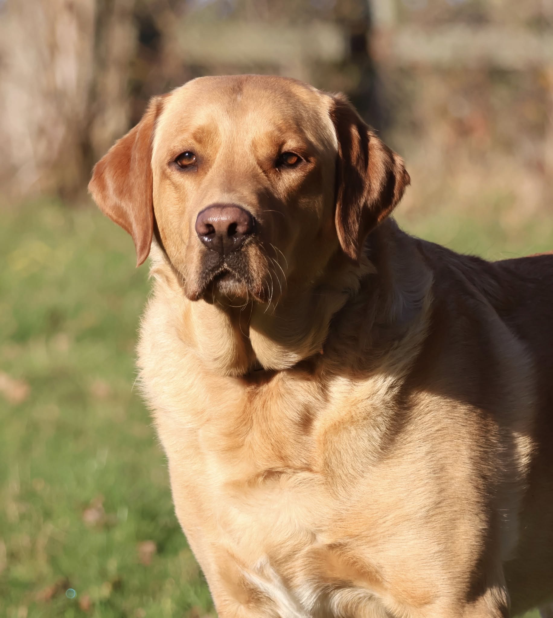 A dog relaxing outdoors